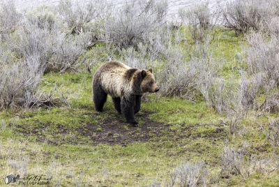 Grizzly Bear May 2025